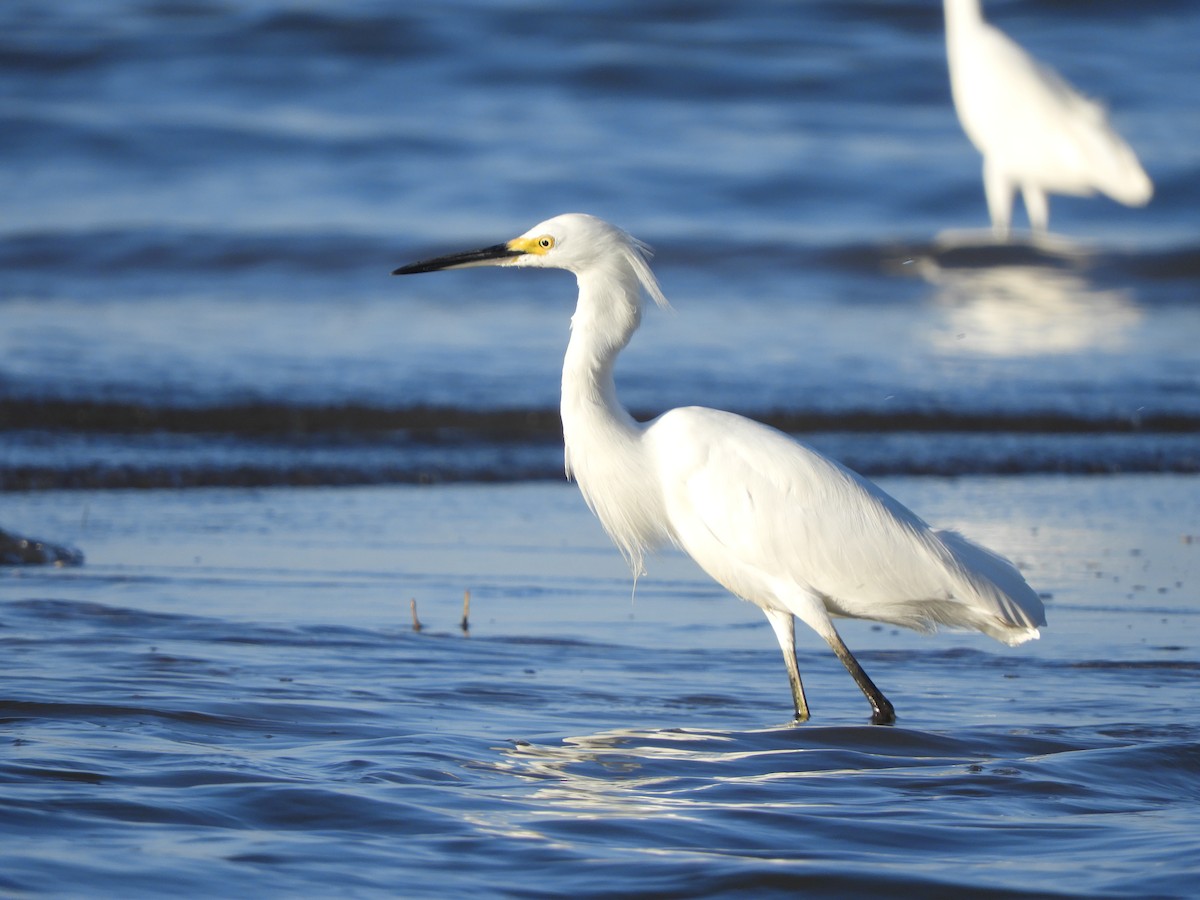 Snowy Egret - ML646968123