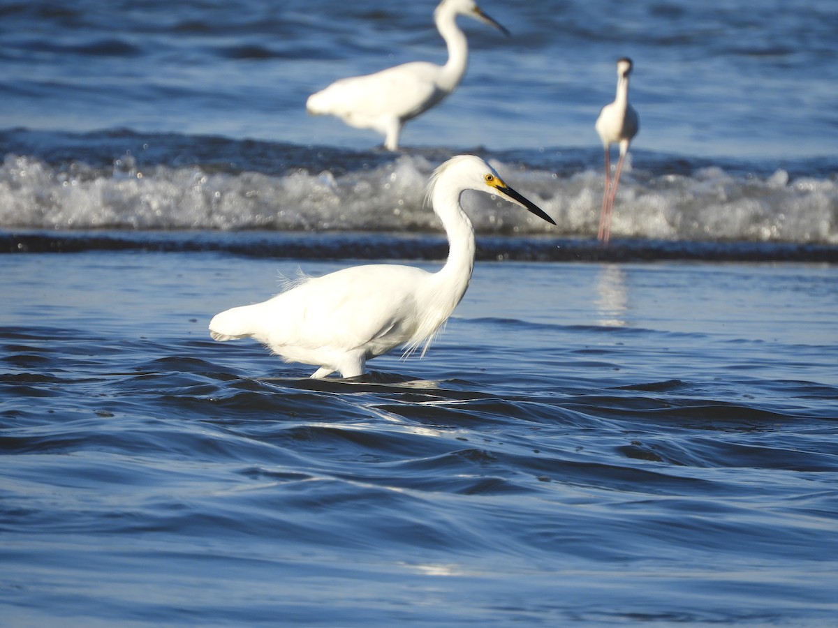 Snowy Egret - ML646968124