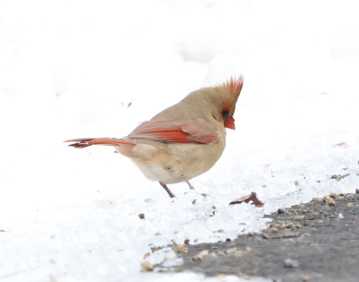 Красный кардинал - ML646968125