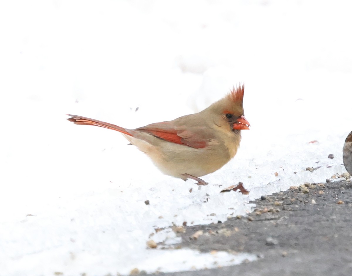 Красный кардинал - ML646968126