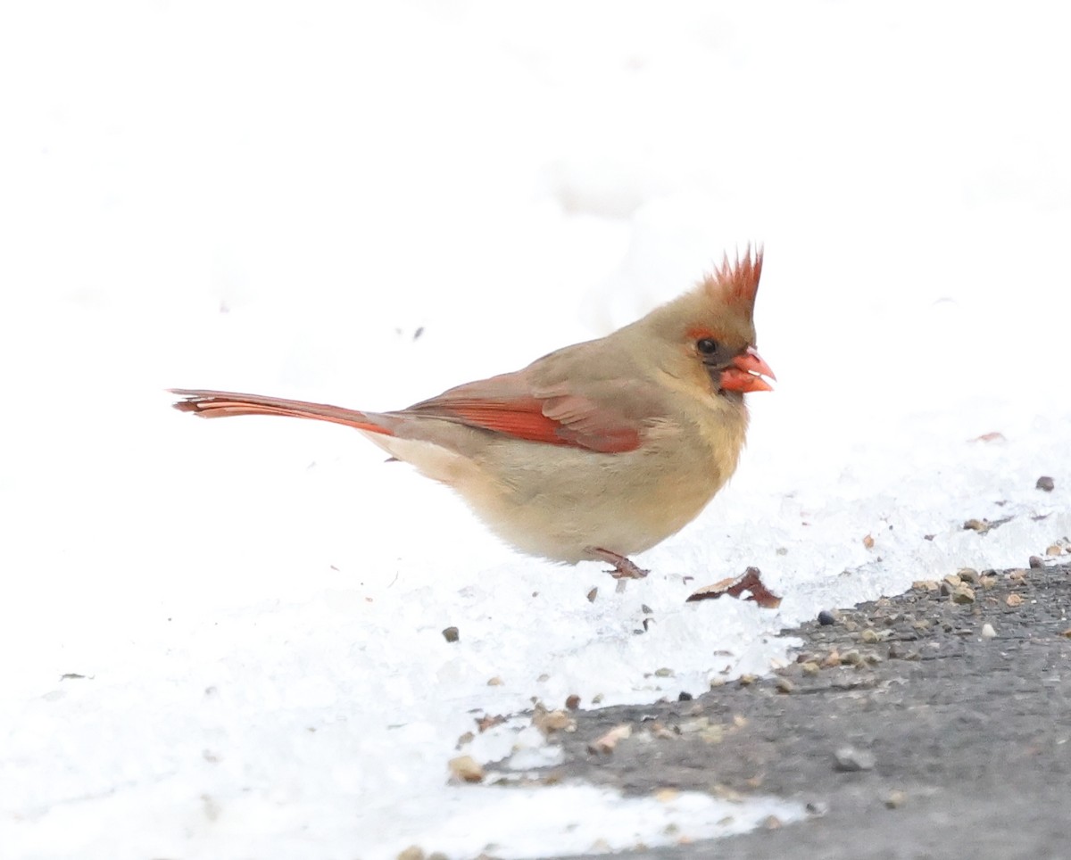 Красный кардинал - ML646968127