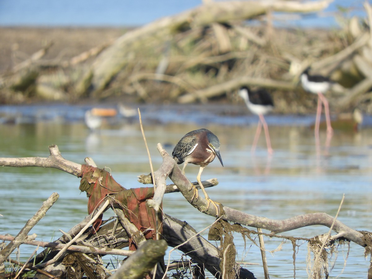 Koartzatxo berdea - ML646968128