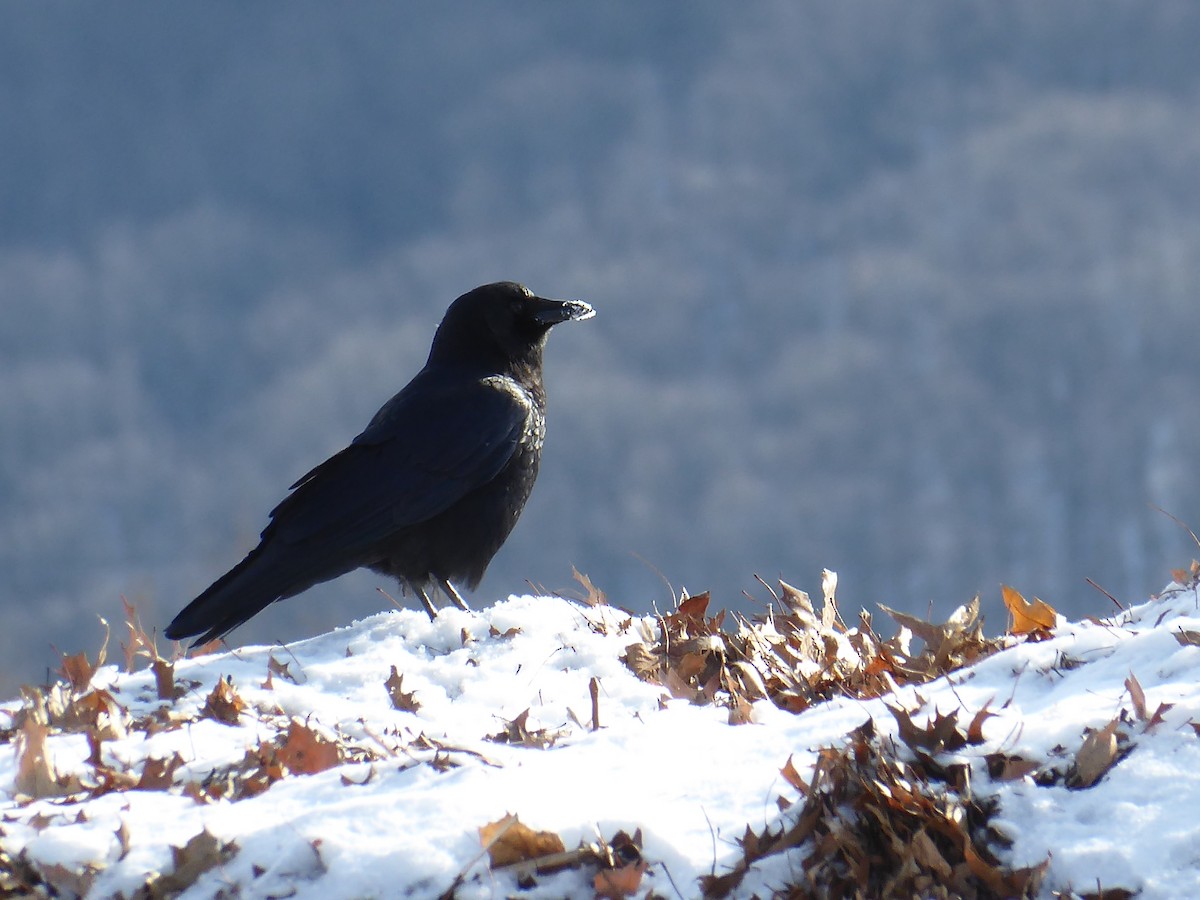 American Crow - ML646968129