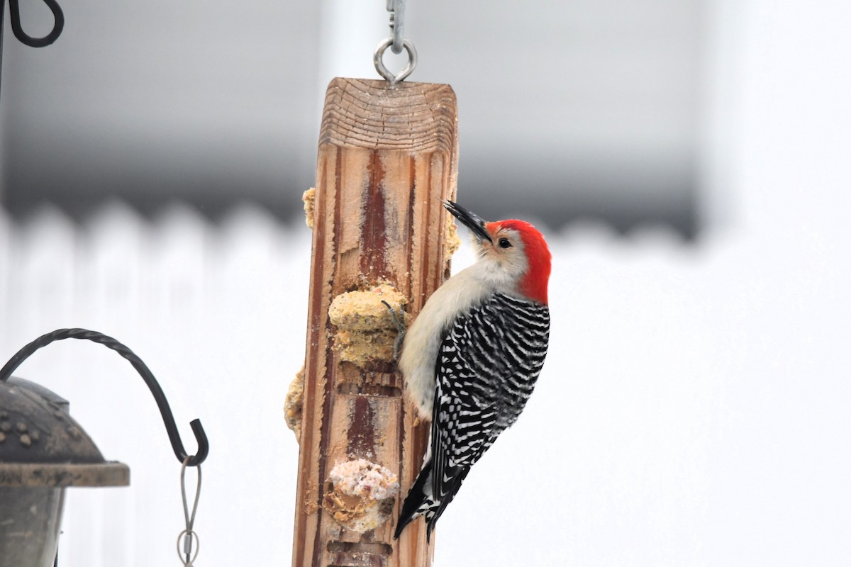 Каролинский дятел - ML646968130