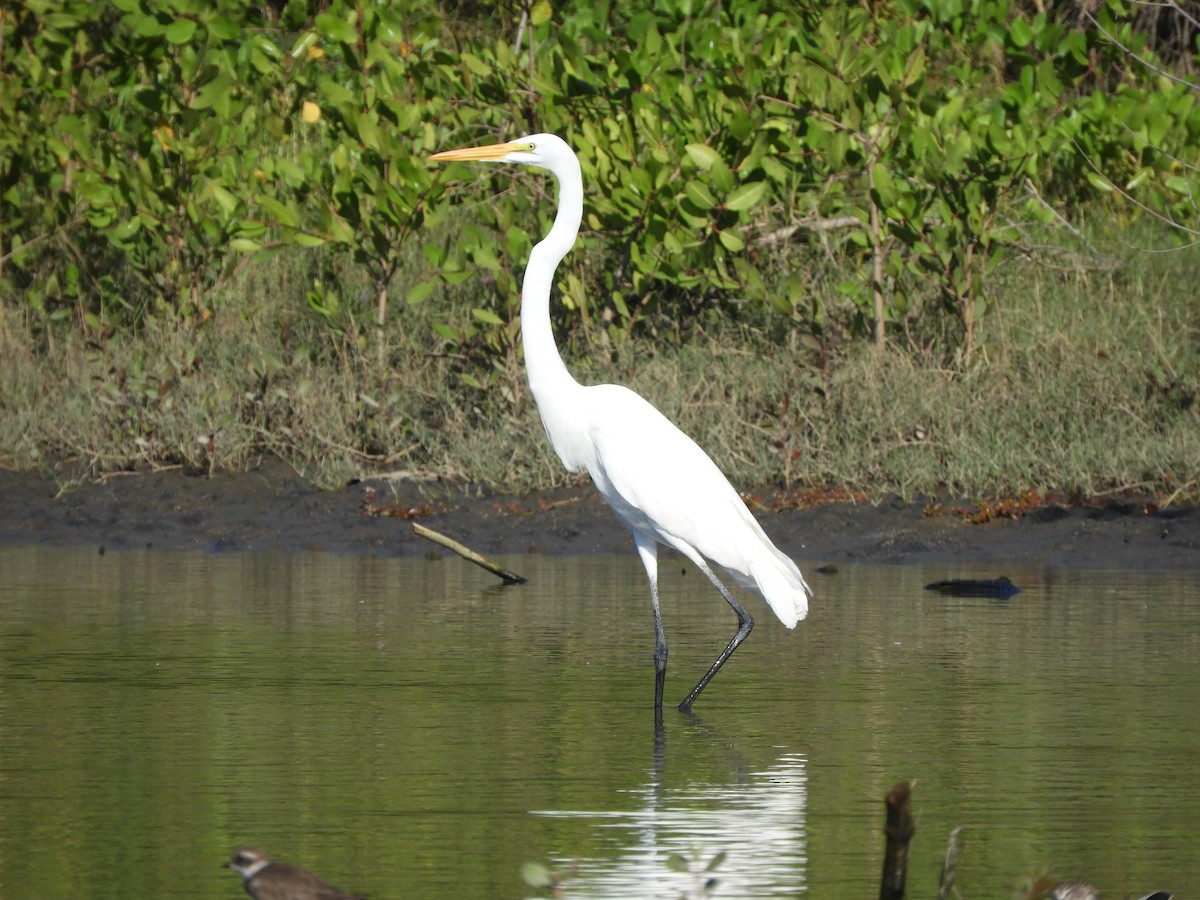 Koartza zuria - ML646968132