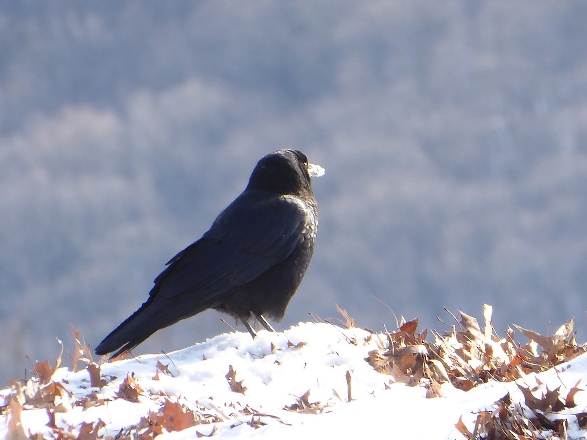 American Crow - ML646968134