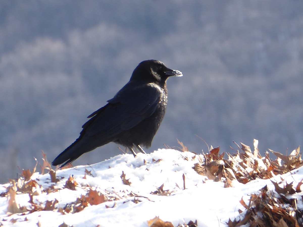 American Crow - ML646968136