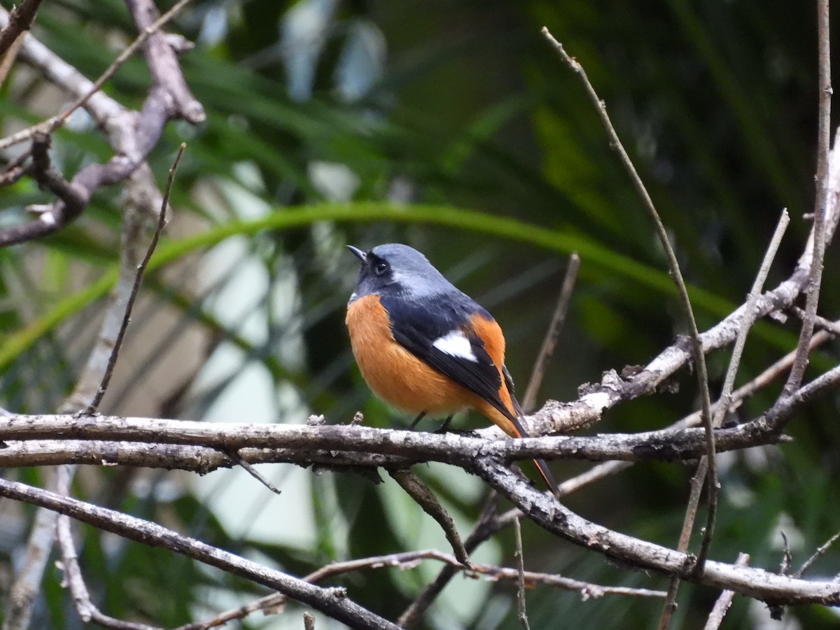 ジョウビタキ - ML646968138