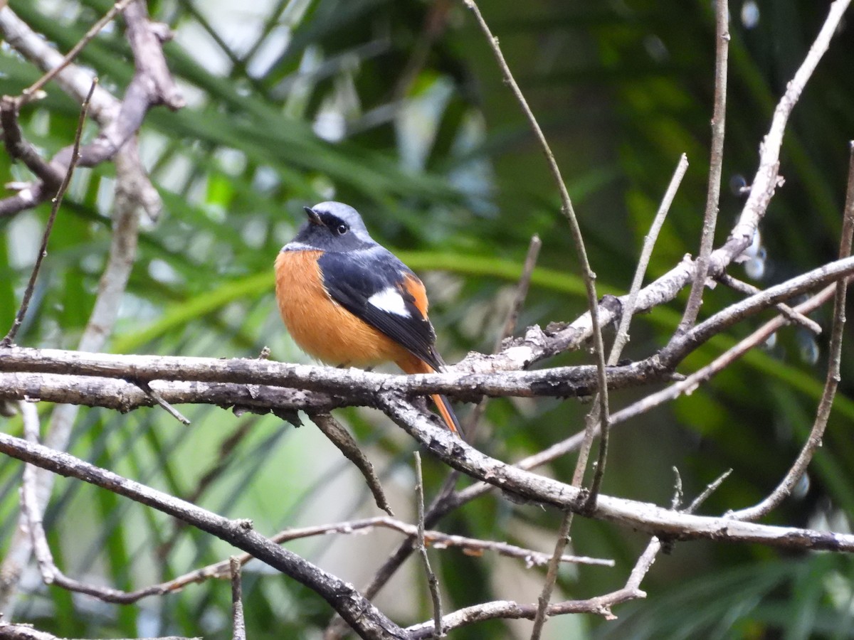 ジョウビタキ - ML646968139