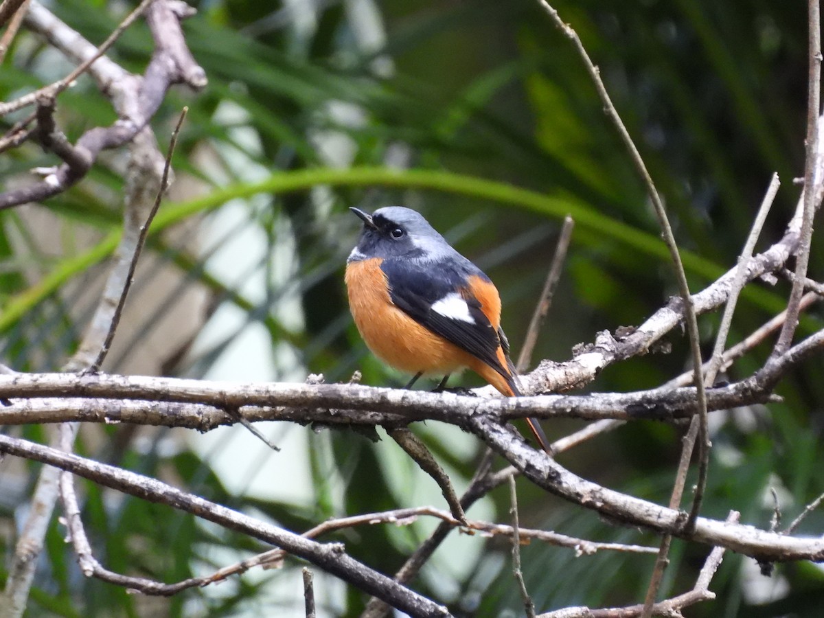 ジョウビタキ - ML646968140