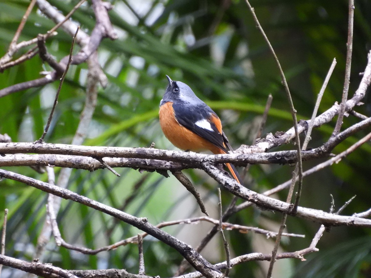 ジョウビタキ - ML646968141