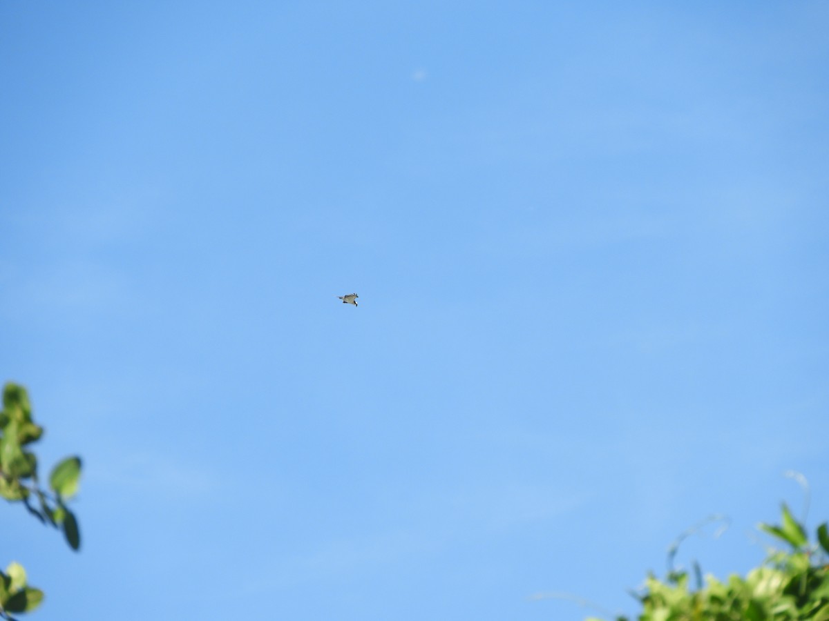 Arrano arrantzalea - ML646968142