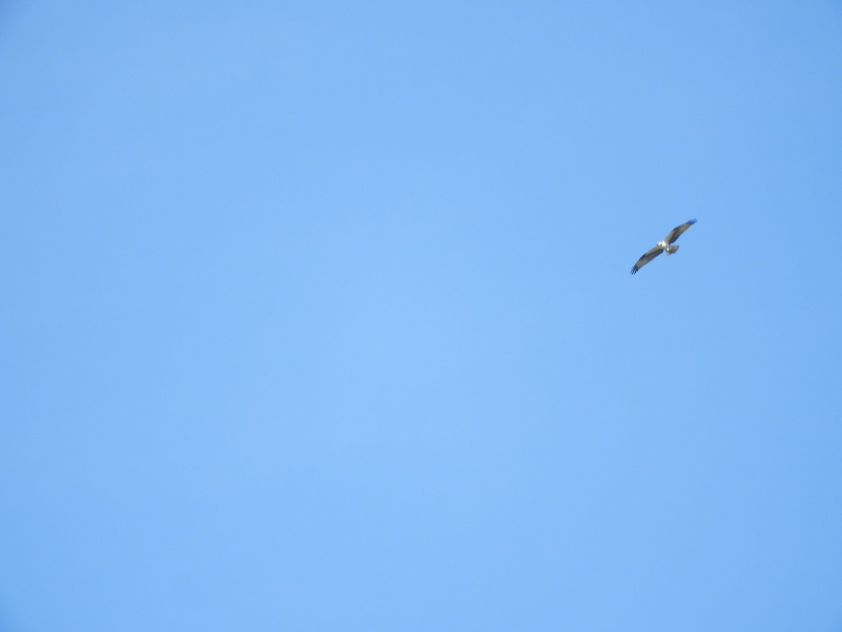 Arrano arrantzalea - ML646968143