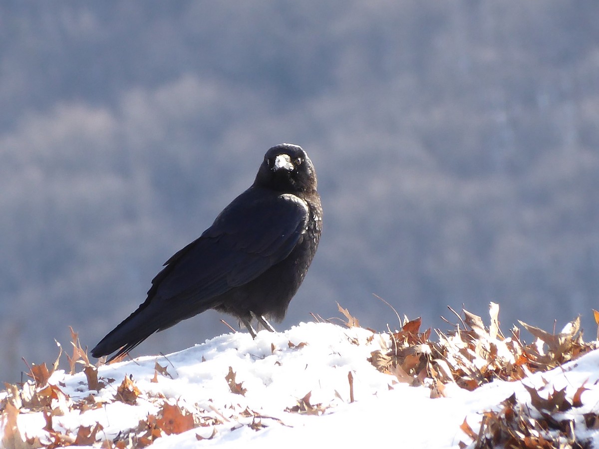 American Crow - ML646968144