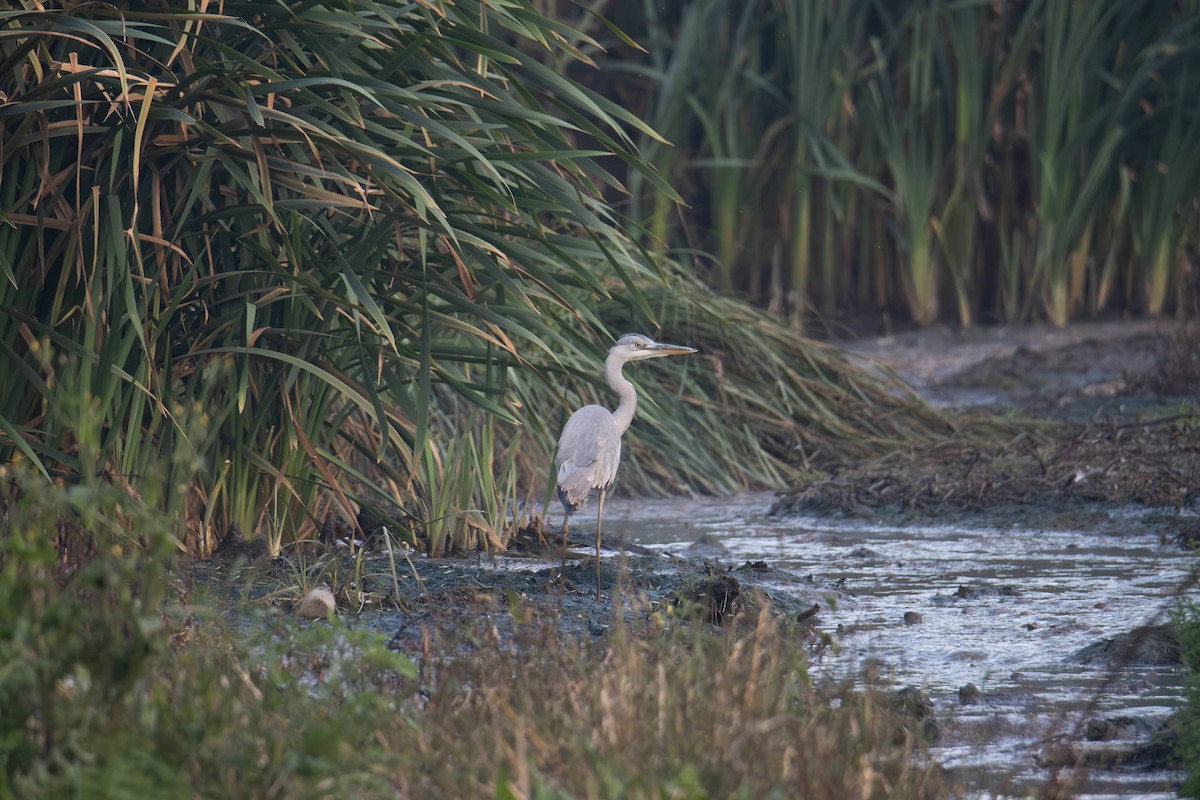 gråhegre - ML646968147