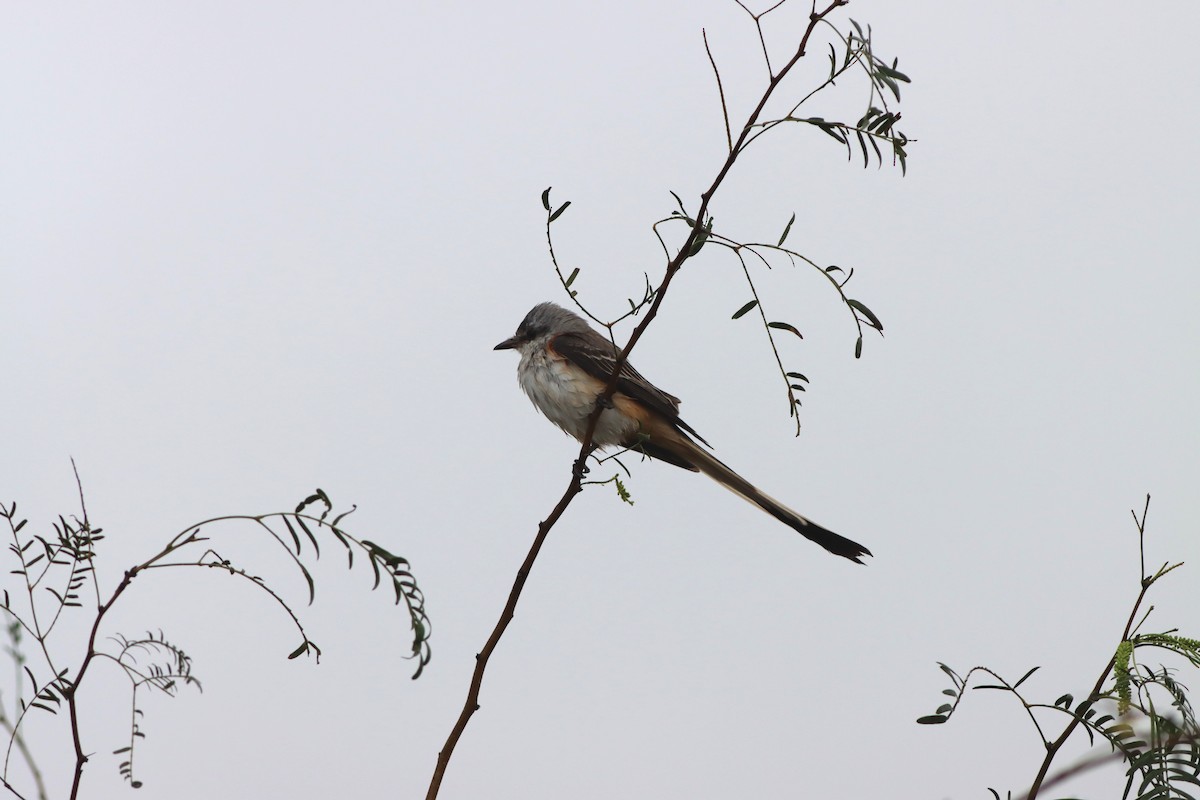 Scissor-tailed Flycatcher - ML646968148