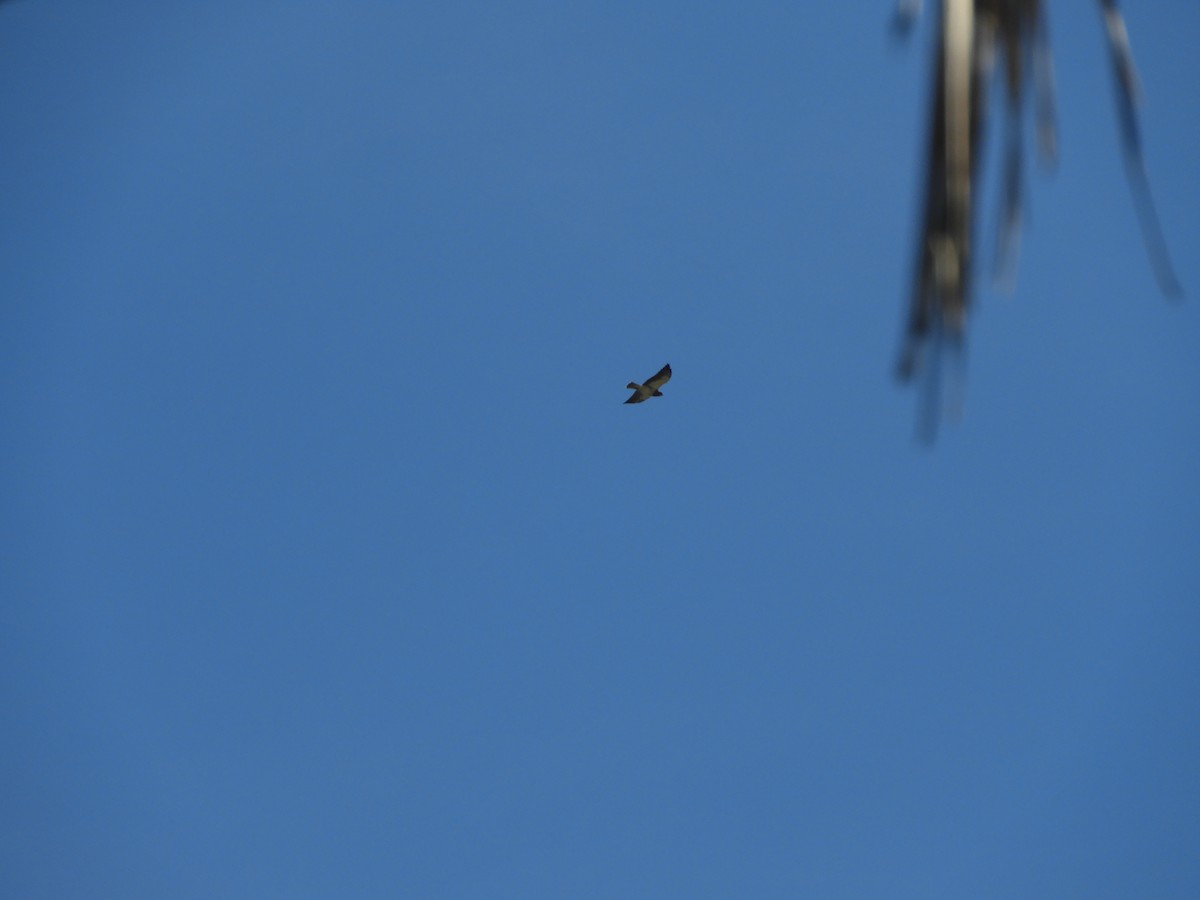 Swainson's Hawk - ML646968149