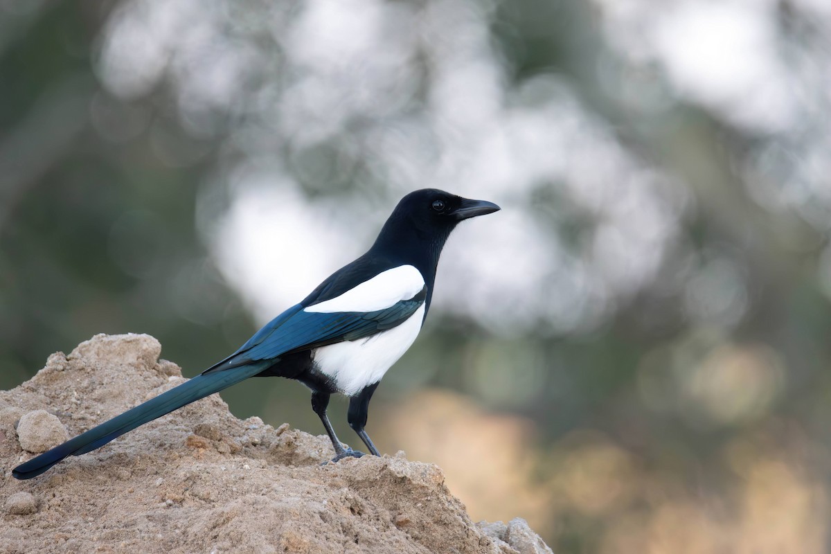 Eurasian Magpie - ML646968150