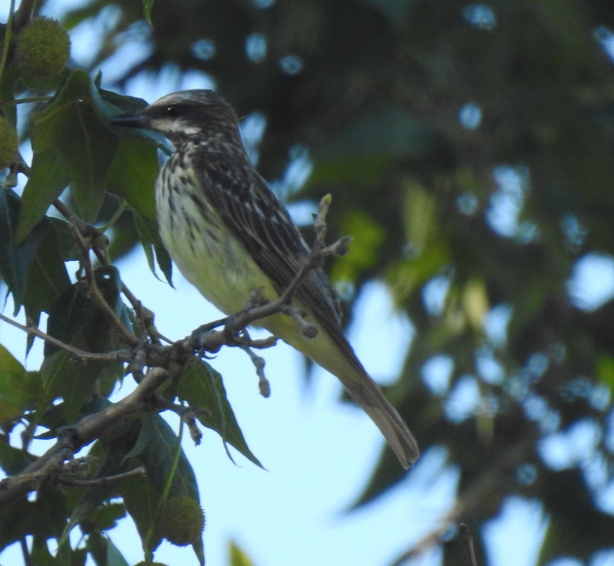Sulphur-bellied Flycatcher - ML646968151