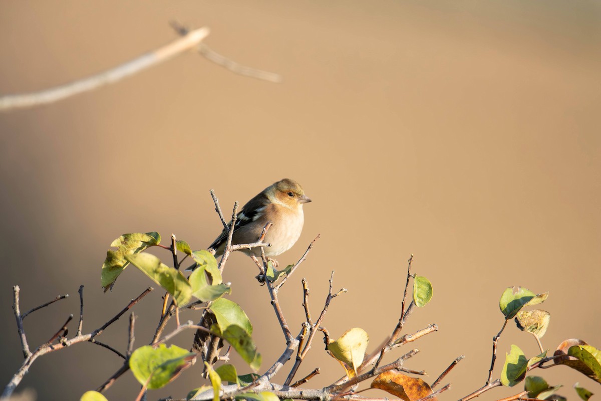 Common Chaffinch - ML646968155