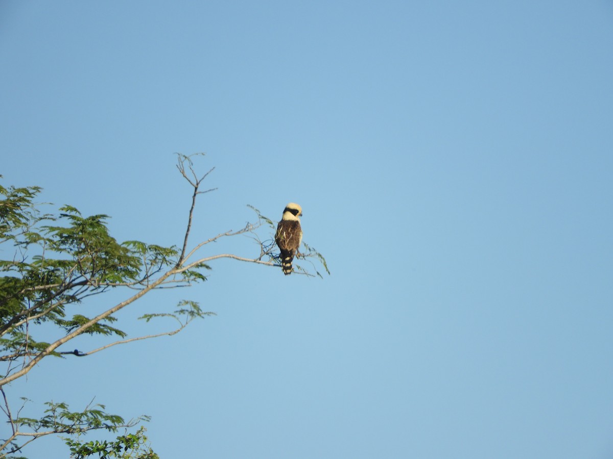 Laughing Falcon - ML646968156