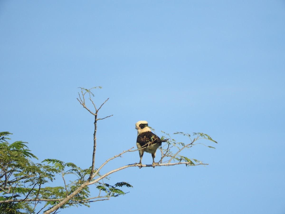 Laughing Falcon - ML646968157
