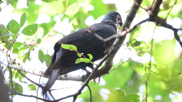 Голуб чорний - ML646968159