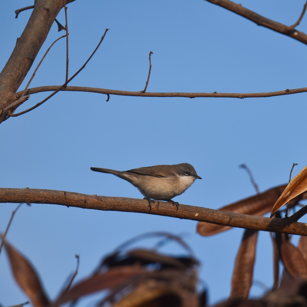 Bigiarella - ML646968161