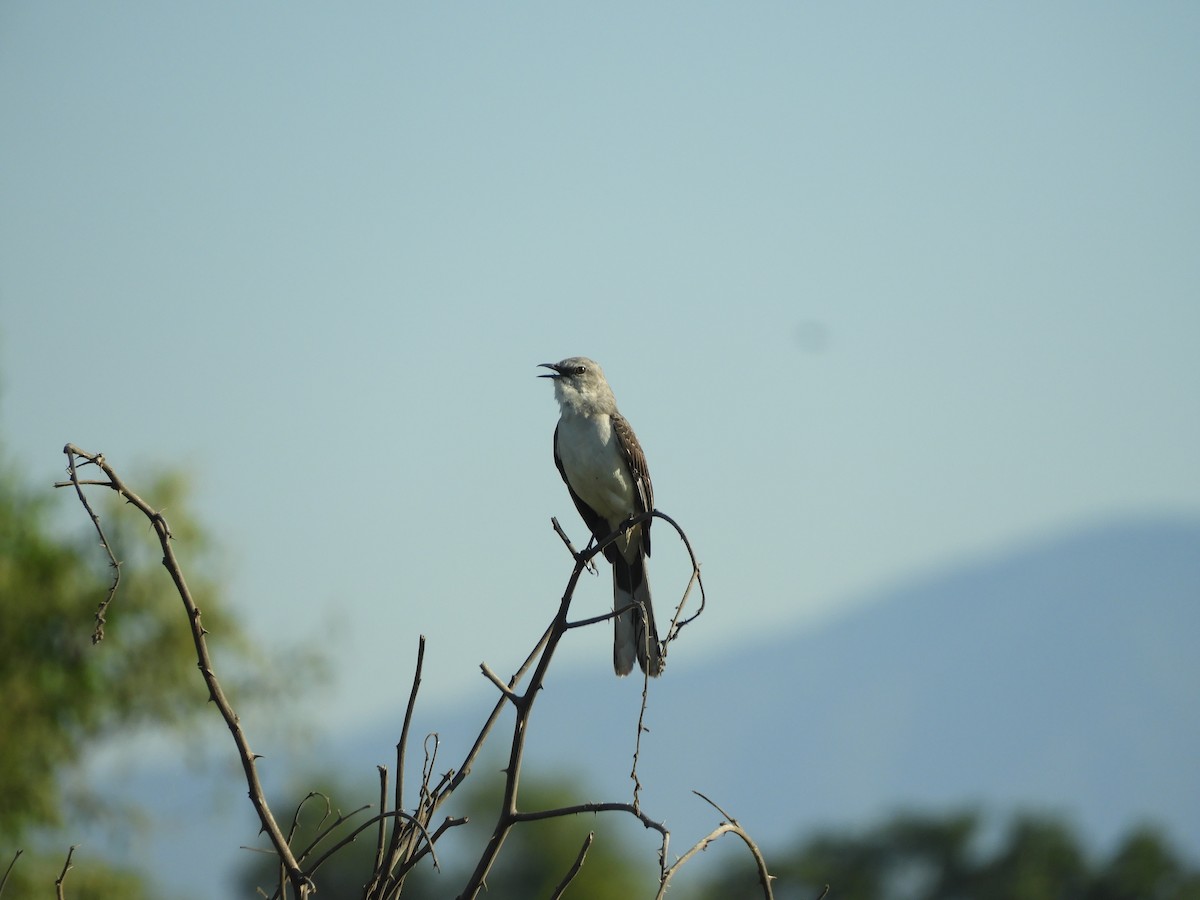 Tropical Mockingbird - ML646968162