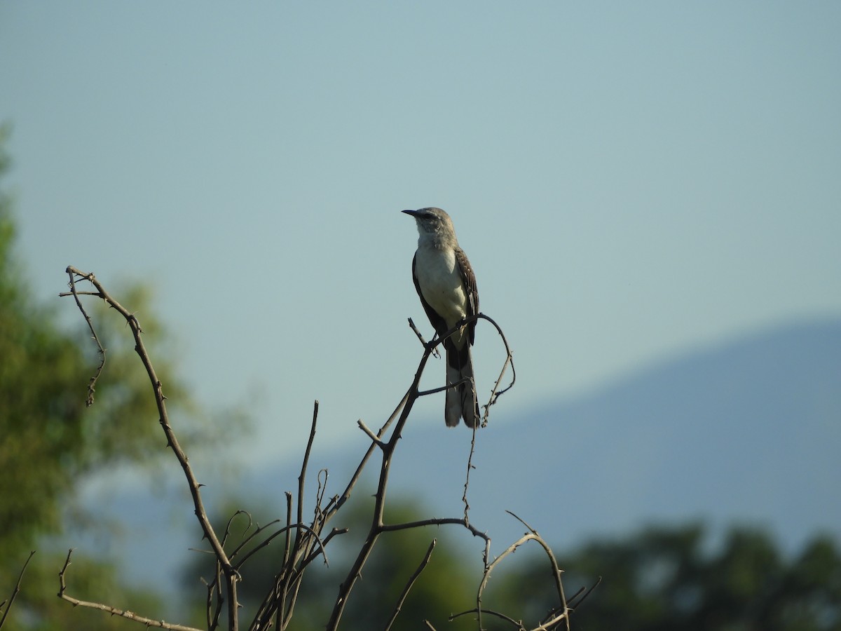 Tropical Mockingbird - ML646968163