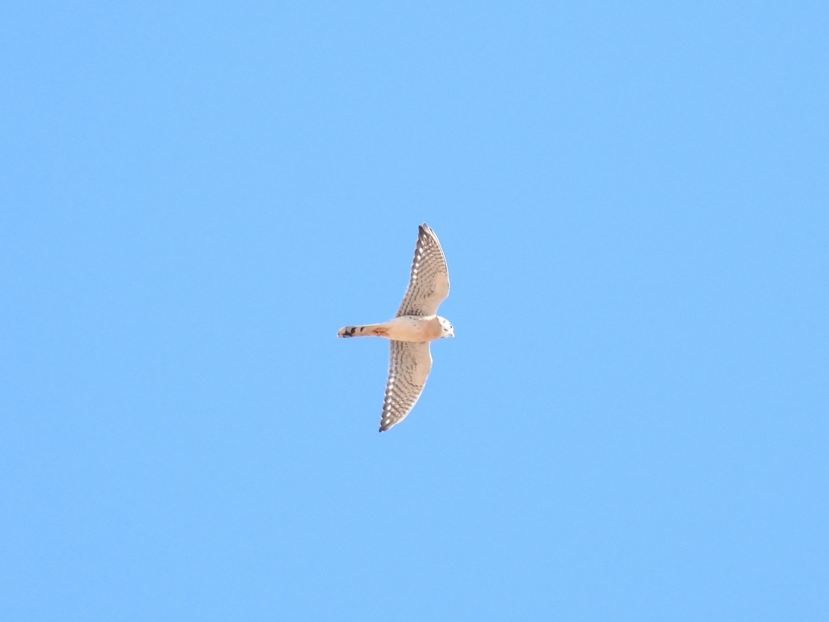 アメリカチョウゲンボウ - ML646968167