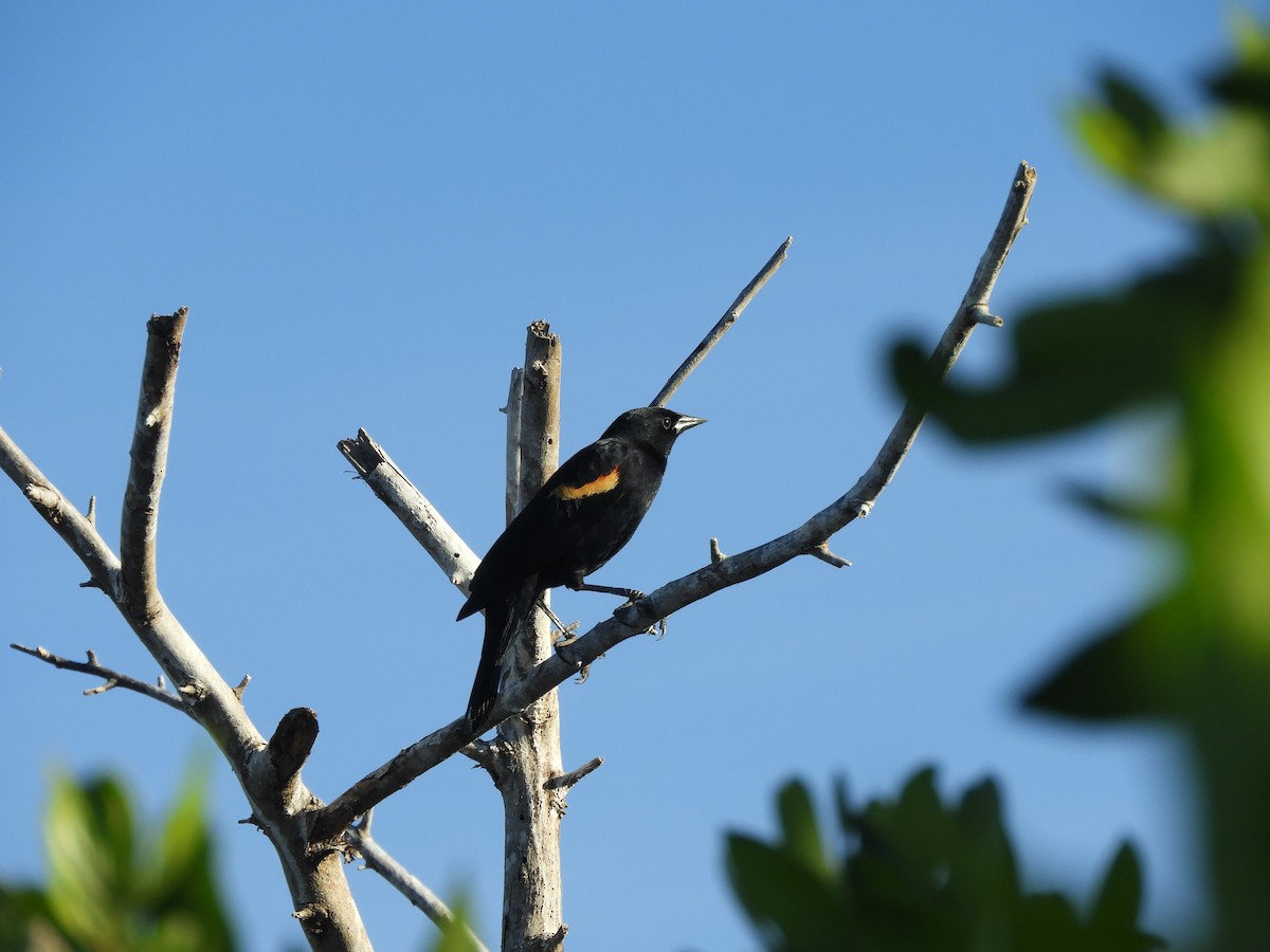 Red-winged Blackbird - ML646968169