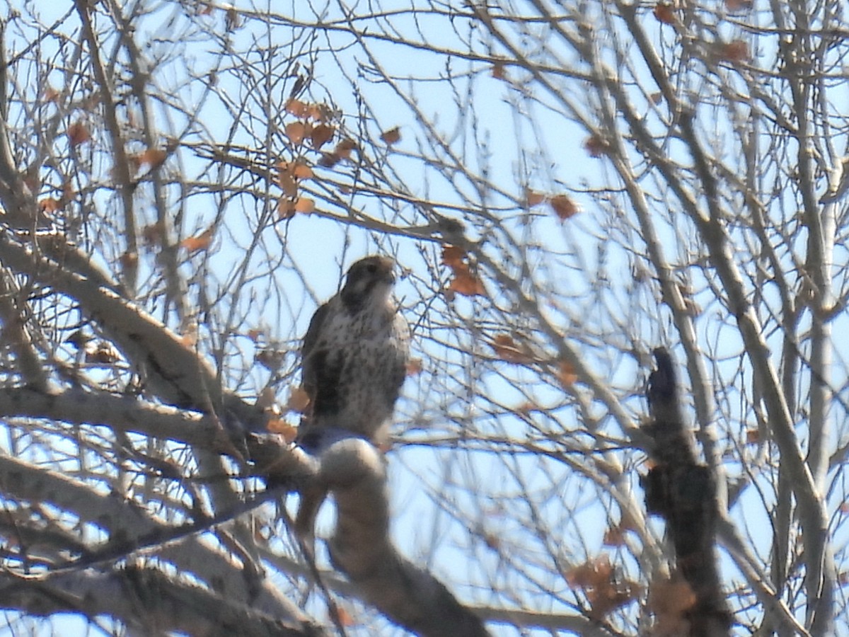 ソウゲンハヤブサ - ML646968171