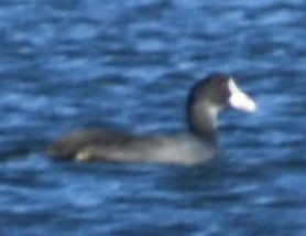 sothøne - ML646968172