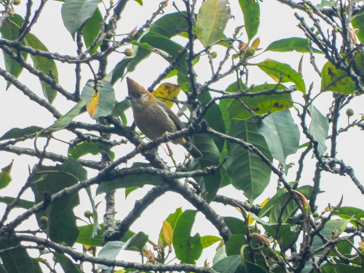 White-naped Yuhina - ML646968173