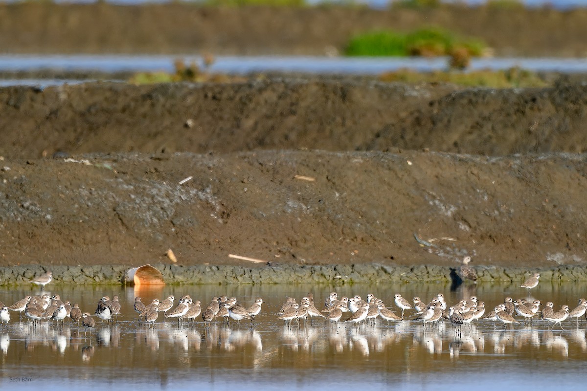 Tibetan Sand-Plover - ML646968174