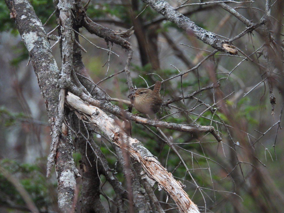 střízlík kanadský - ML646968175