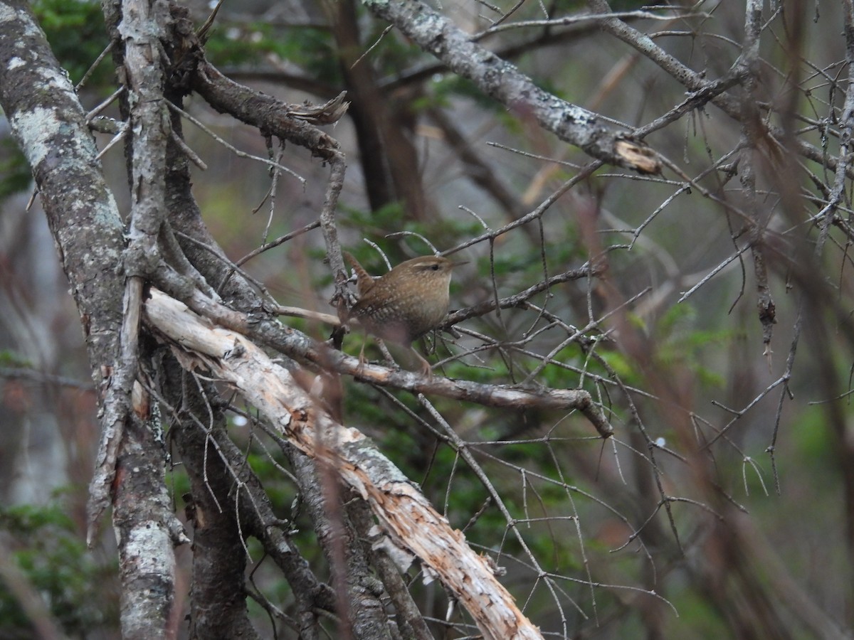 střízlík kanadský - ML646968176