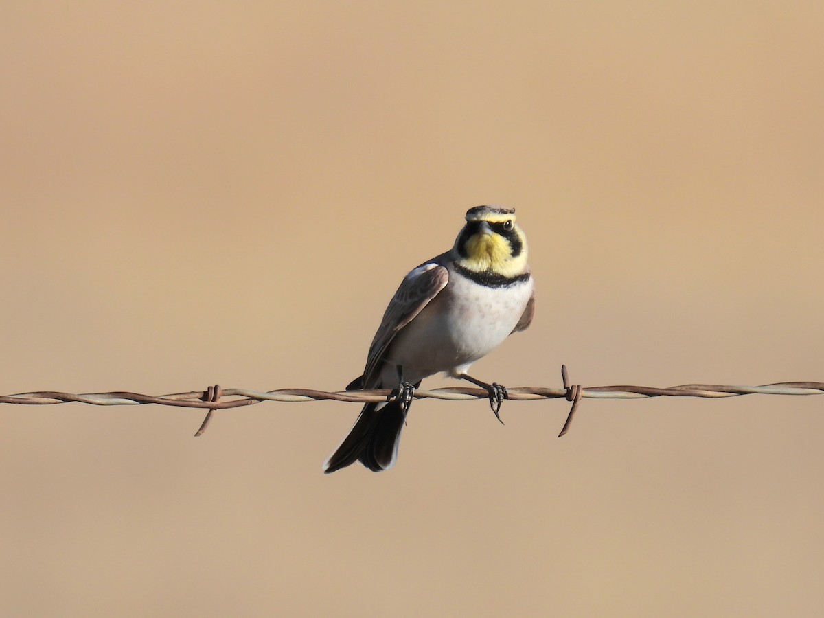 ハマヒバリ - ML646968178