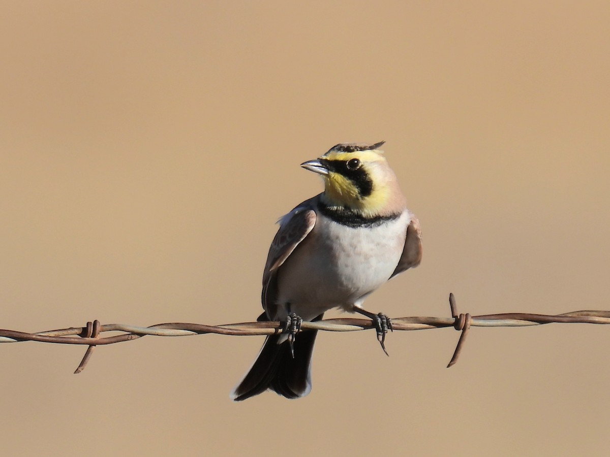 ハマヒバリ - ML646968179