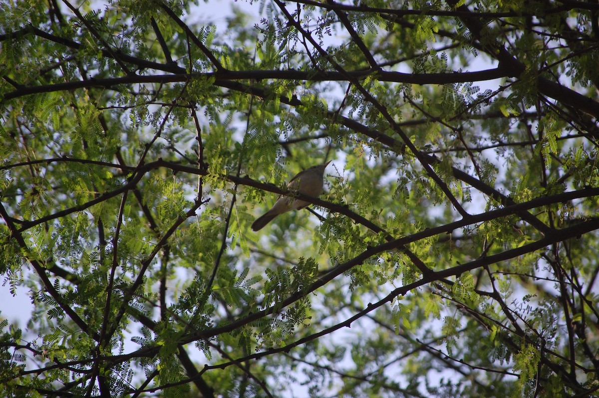 budníček zelený - ML646968184