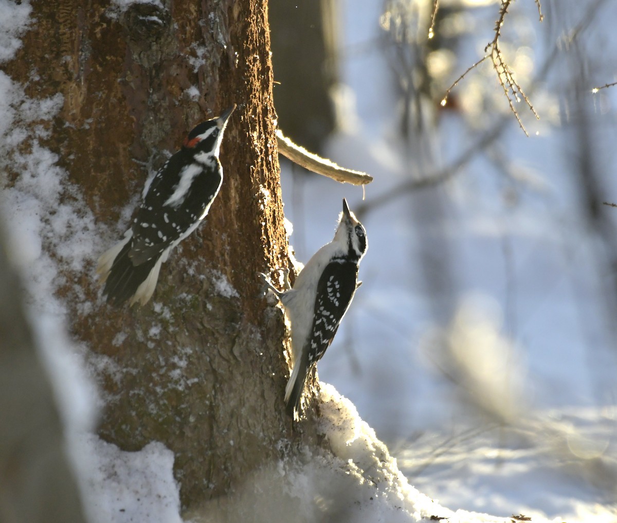 Hairy Woodpecker - ML646968185