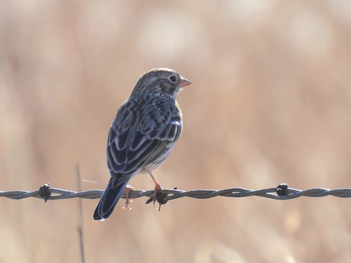 オジロヒメドリ - ML646968188