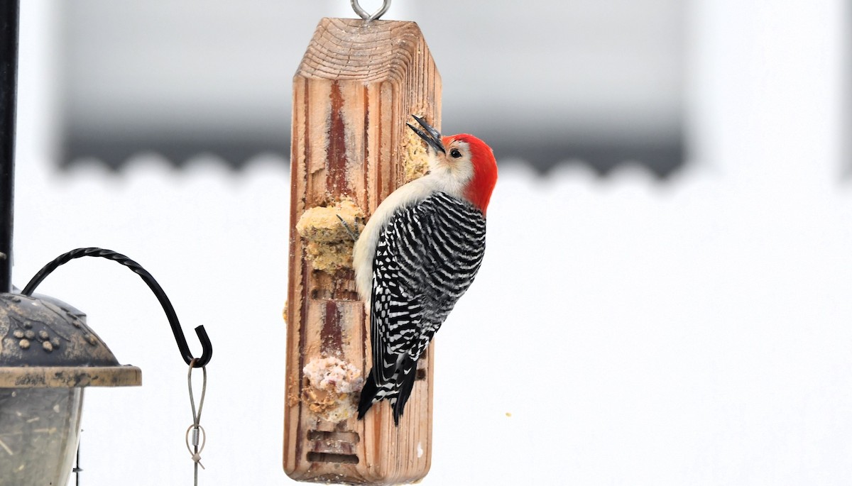 Каролинский дятел - ML646968190