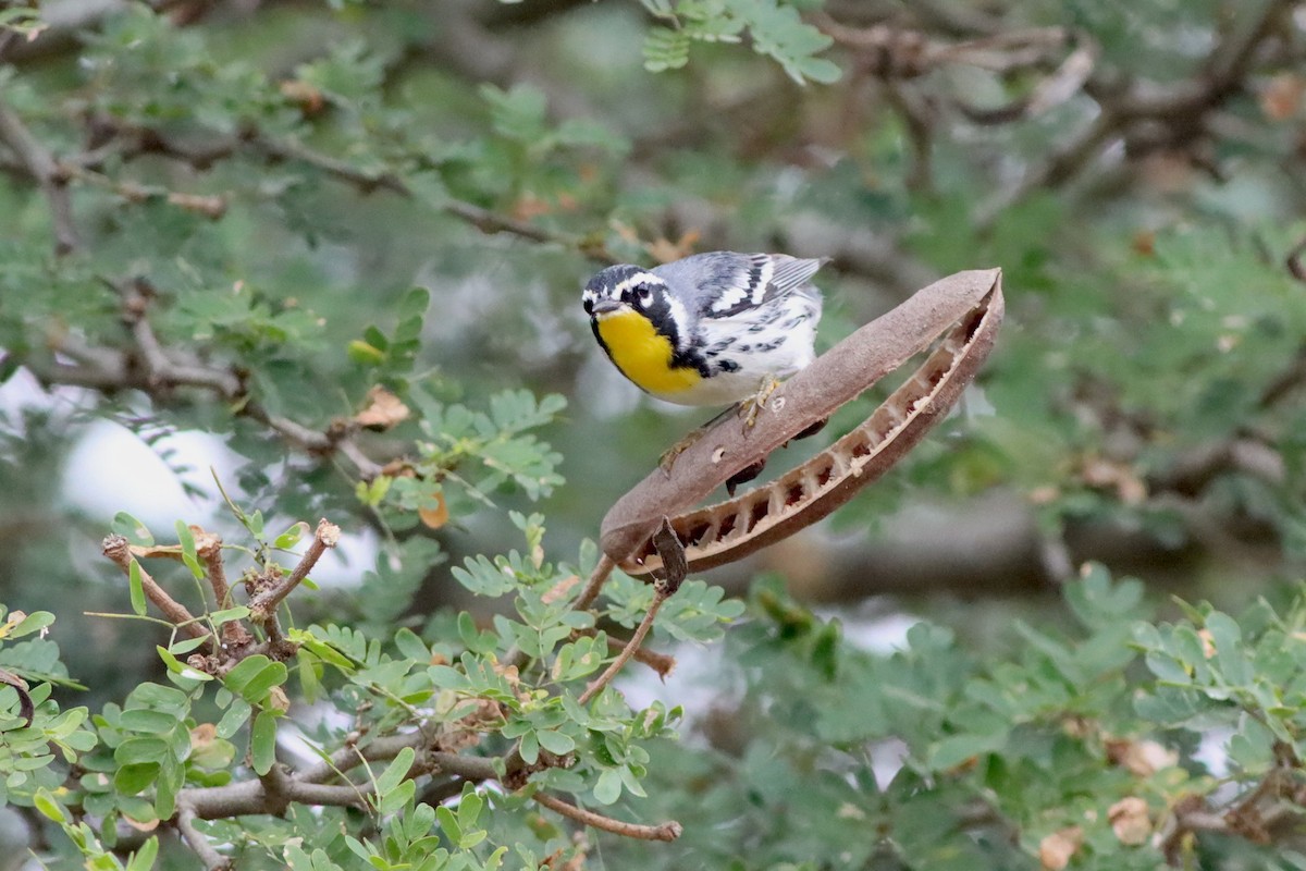 Yellow-throated Warbler - ML646968191