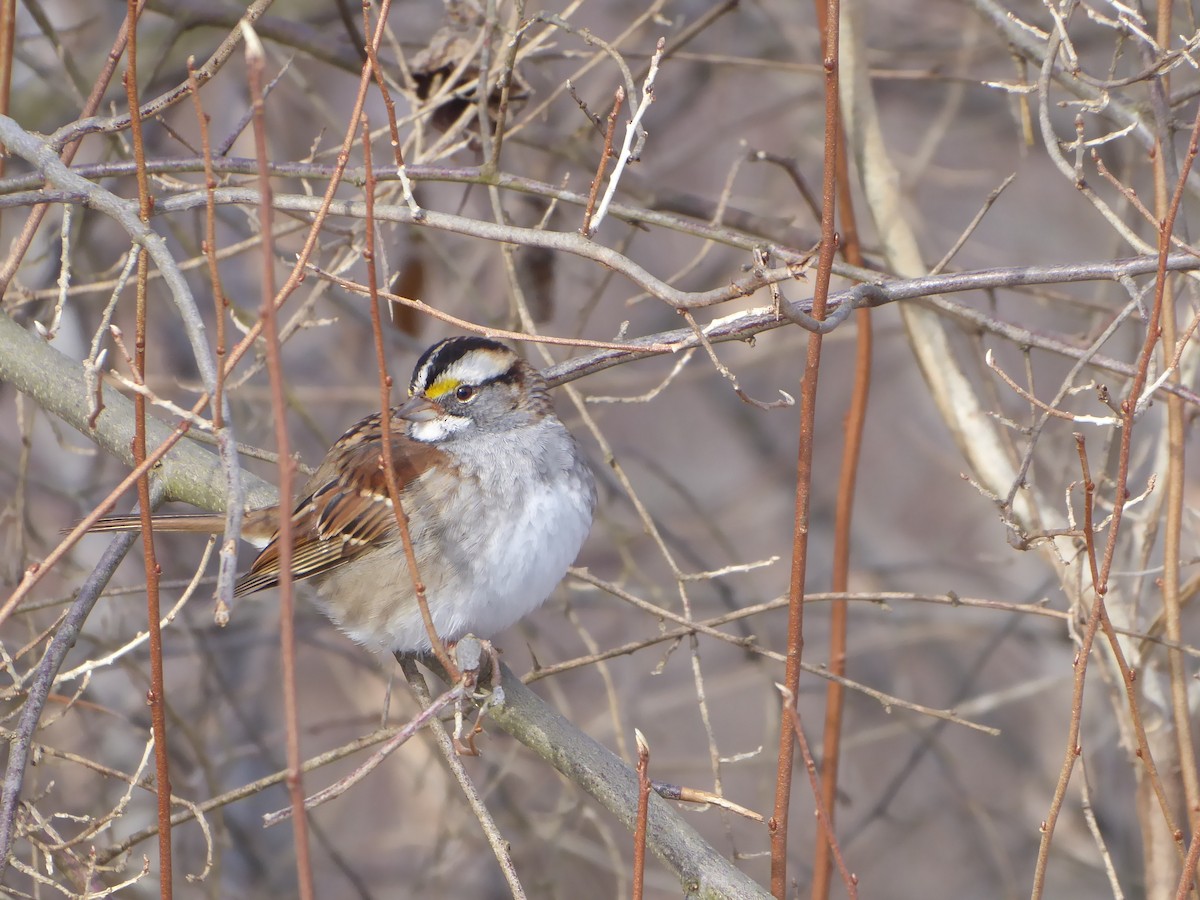 White-throated Sparrow - ML646968195