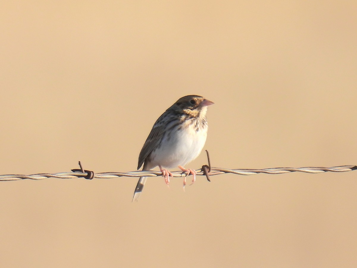 バードヒメドリ - ML646968203