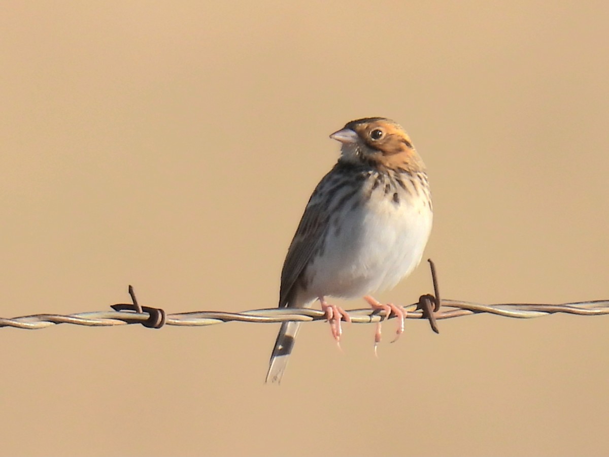 バードヒメドリ - ML646968204