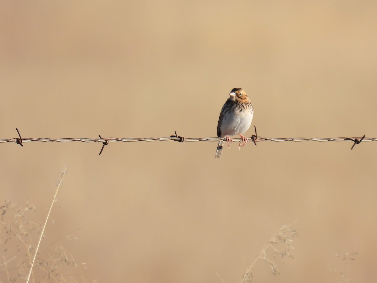 バードヒメドリ - ML646968205