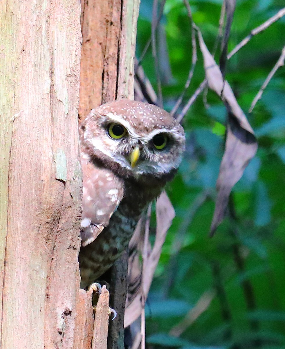 Brahmakauz - ML646968206